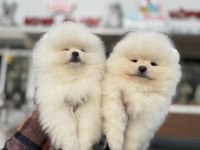 Petmode köpek çiftliğinde ziyarete açık  pomeranian