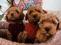 Kıvır Kıvır Orjinal Poodle Minişlerim