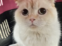 6 aylık dişi scottish fold