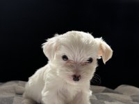 TERRIER YAVRULARIMIZ