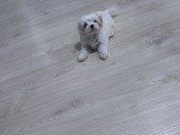 2 aylık 850 gram erkek beyaz maltipoo yavrumuz bear face