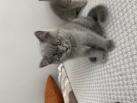 Yavru British Shorthair