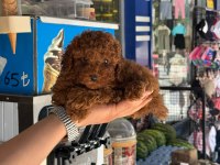 Kore Teacup Poodle