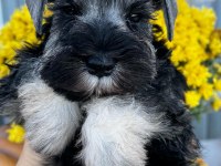 FCI şecereli Miniatute Schnauzer yavru köpekler
