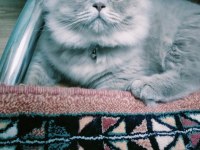 Scottish fold 7 aylık