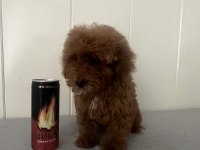 15 Haziran doğumlu minik erkek ve dişi poodle