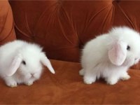 Hollanda Lop Tavşanlarımız Sağlık Ve Irk Garantilidir