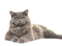 British longhair erkek yakışıklı oğlumuz