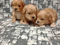 Rezerve açık kg cm garantili maltipoo yavrular