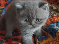 2 AYLIK 4 TANE YAVRU KEDİMİZ SAHİPLENDİRİLECEKTİR