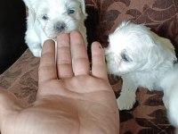 MİNİ MALTESE TERRİER YAVRULARI