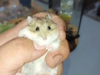 ÖZEL SİYAH GÖZLER HAMSTER