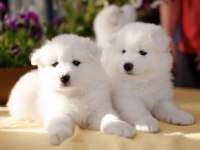 Kar beyaz samoyed yavrularım