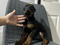 Aşılı veya aşısız estetikli doberman köpekler