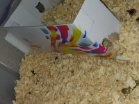 Hamster acil sahiplendirmek istiyorum