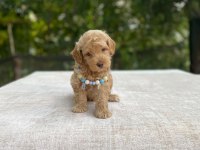 2 aylık maltipoo yavru