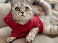 British Shorthair 12 Aylık