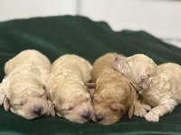 Toy poodle yavrularım rezerveye açıklar