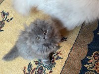 Scottish fold bebek