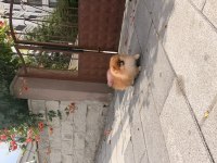 Tosbik köpeğimiz lola