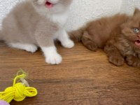 Premium British Shorthair Fawn Bicolor