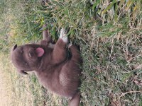 Akita Show