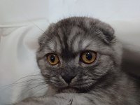 Çok Akıllı Cana Yakın Oyuncu Kedimiz