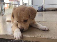 BEBEK KÖPEKLER TAMAMEN ÜCRETSİZ SAPİLENDİRİLECEKTİR