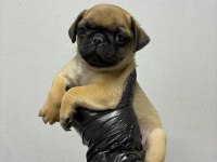 Irk Ve Sağlık Garantili Pug