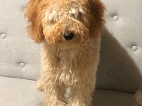 Dişi poodle kızımız