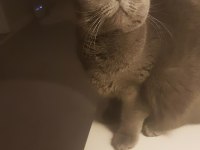 ACİL ÜCRETSİZ BRITISH SHORTHAİR KEDİ