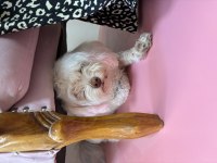 Köpeğimize yuva arıyoruz
