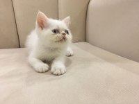Maviş Orjinal Exotic Shorthair Bebişler