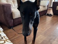 Yakışıklı doberman köpeği