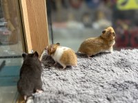 Birbirinden tatlı syrian hamsterlar