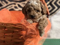 Kore kan poodle yavrularımız