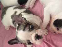 İzmir kaliteli french bulldog yavrular