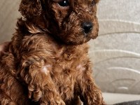 Minik poodle kurabiyeler