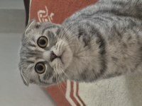 Scottish fold erkek kedimi veriyorum