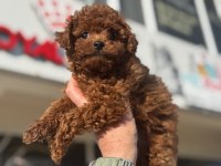 Petmode Köpek Çiftliğinde Ziyarete Açık Toy Poodle