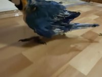 Orman bakanlığı belgeli yavru evcil sarı macaw papağanı