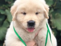 GOLDEN RETRİEVER PUPPY