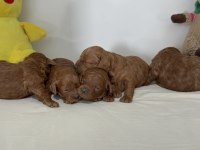 Toy poodle yavruları