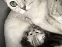 Scottish fold silver tabby