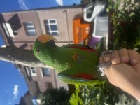 Erkek full evcil yavru eclectus