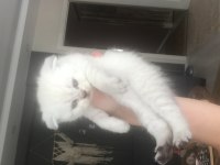 Kaliteli Scottish Fold Yavrular