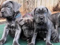 Profesyonel üretim çifliğinden cane Corso kapıda ödeme