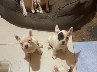 French Bulldog Yavrularımız