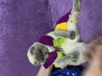 8 aylık aşıları tam mavi gözlü scottish fold erkek