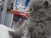 A kalite ayı suratlı british longhair yavrumuz